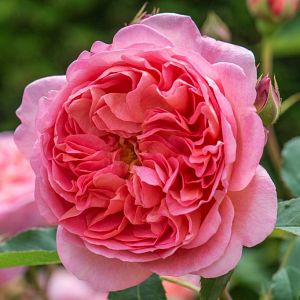 Rosier Boscobel®