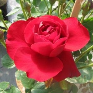 Rosier Lily Marlene® GPT