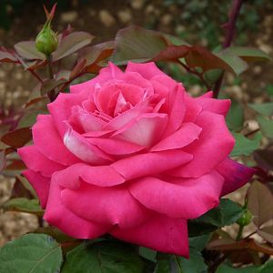 Rosier Acapella®
