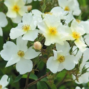 Rosier Kew Garden®
