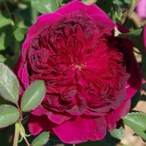 Rosier William Shakespeare 2000®