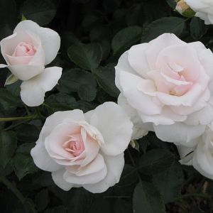 Rosier Aspirin Rose®