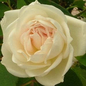 Rosier Hume's Blush Tea-Scented China