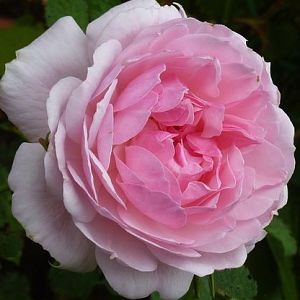Rosier Lady Salisbury®