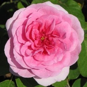 Rosier Gertrude Jekyll®