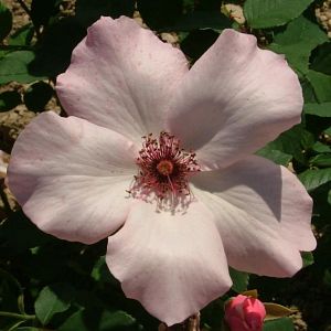 Rosier Dainty Bess