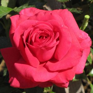 Rosier Dame de Cœur