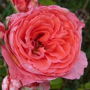 Rosier Marie Caroline®