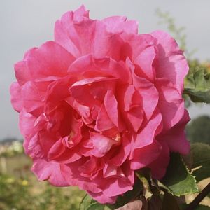 Rosier Denise Buatois