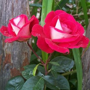 Rosier Franck Mickael®