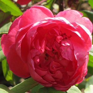 Rosier Benjamin Britten®