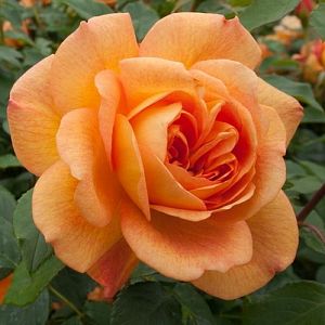 Rosier Lady of Shalott®