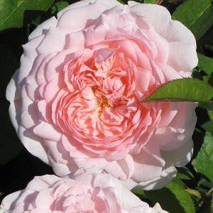 Rosier Eglantyne®