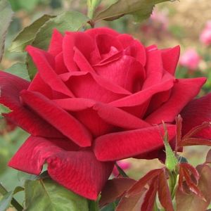 Rosier Papa Meilland®