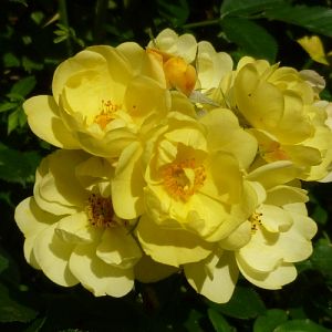 Rosier Golden Age®