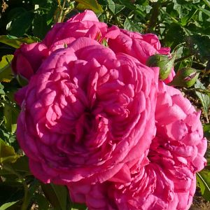 Rosier Laguna®