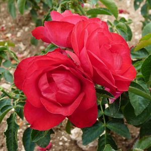 Rosier Rose de Pérouges®
