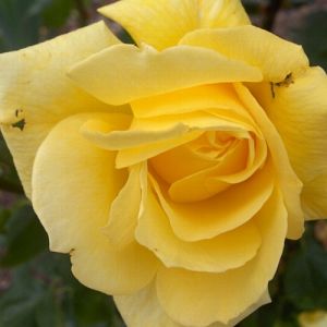 Rosier Landora gpt®