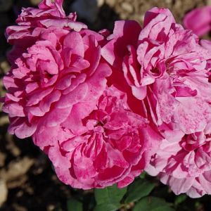 Rosier Etude