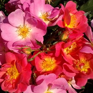 Rosier Beauregard®