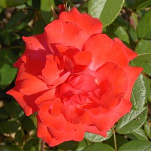 Rosier Dance of Joy®