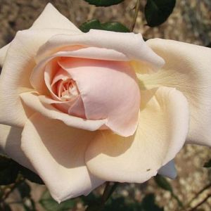 Rosier Gabriel Noyelle