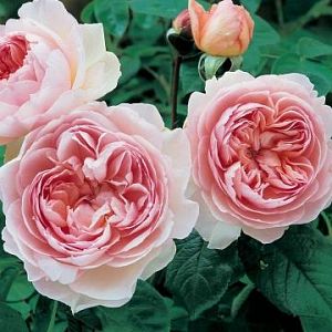 Rosier Gentle Hermione®