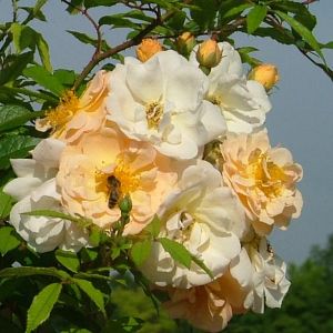 Rosier Ghislaine de Féligonde
