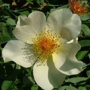 Rosier Golden Wings