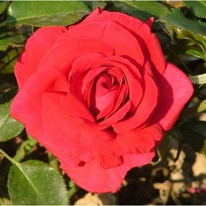 Rosier Le Grand Huit Grimpant ®