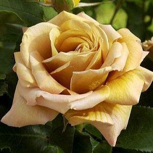 Rosier Honey Dijon®