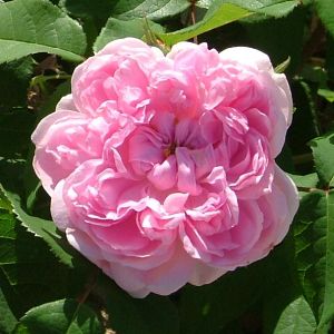 Rosier Jacques Cartier