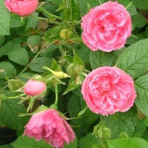 Rosier Pink Grootendorst