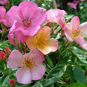 Rosier Plaisanterie®