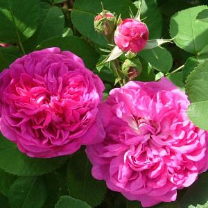 Rosier Reine des Violettes