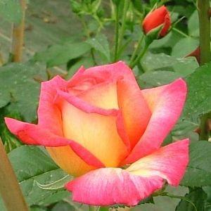 Rosier Roxane®