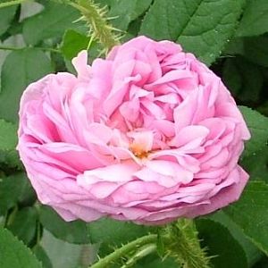 Rosier Salet