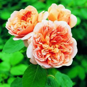 Rosier Tea Clipper®