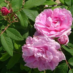 Rosier Thérèse Bugnet