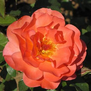 Rosier Westerland®