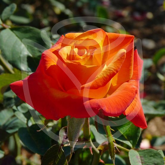 Rosier Henryane de chaponnay®