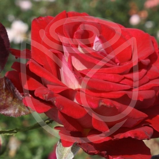 Rosier Bicolette