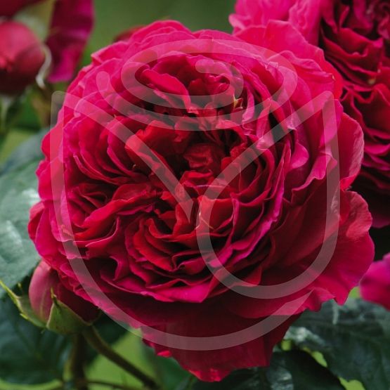 Rosier Heathcliff®