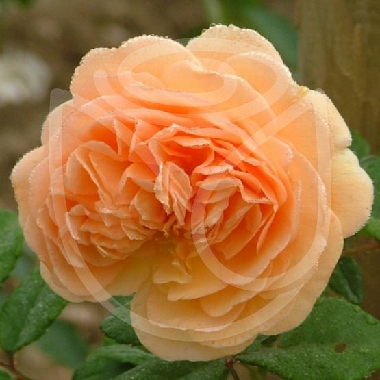 Rosier Crown Princess Margareta®