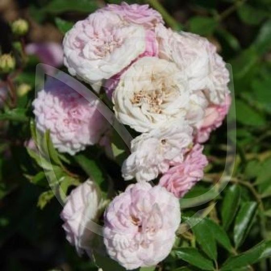 Rosier Pink Ghislaine de Féligonde®