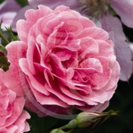 Rosier Invictus®