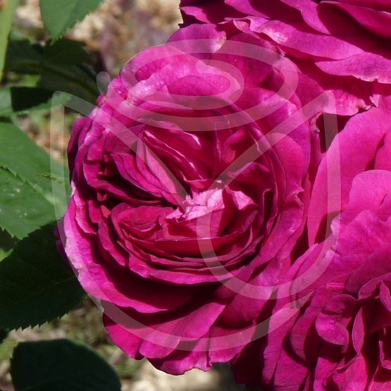 Rosier Purple Voluptia®