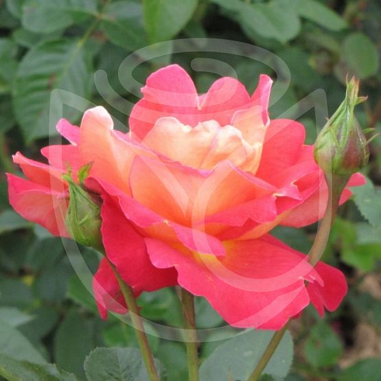 Rosier Mme Dieudonné