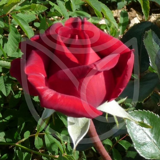 Rosier Rouge Adam®