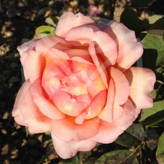 Rosier Lumen®